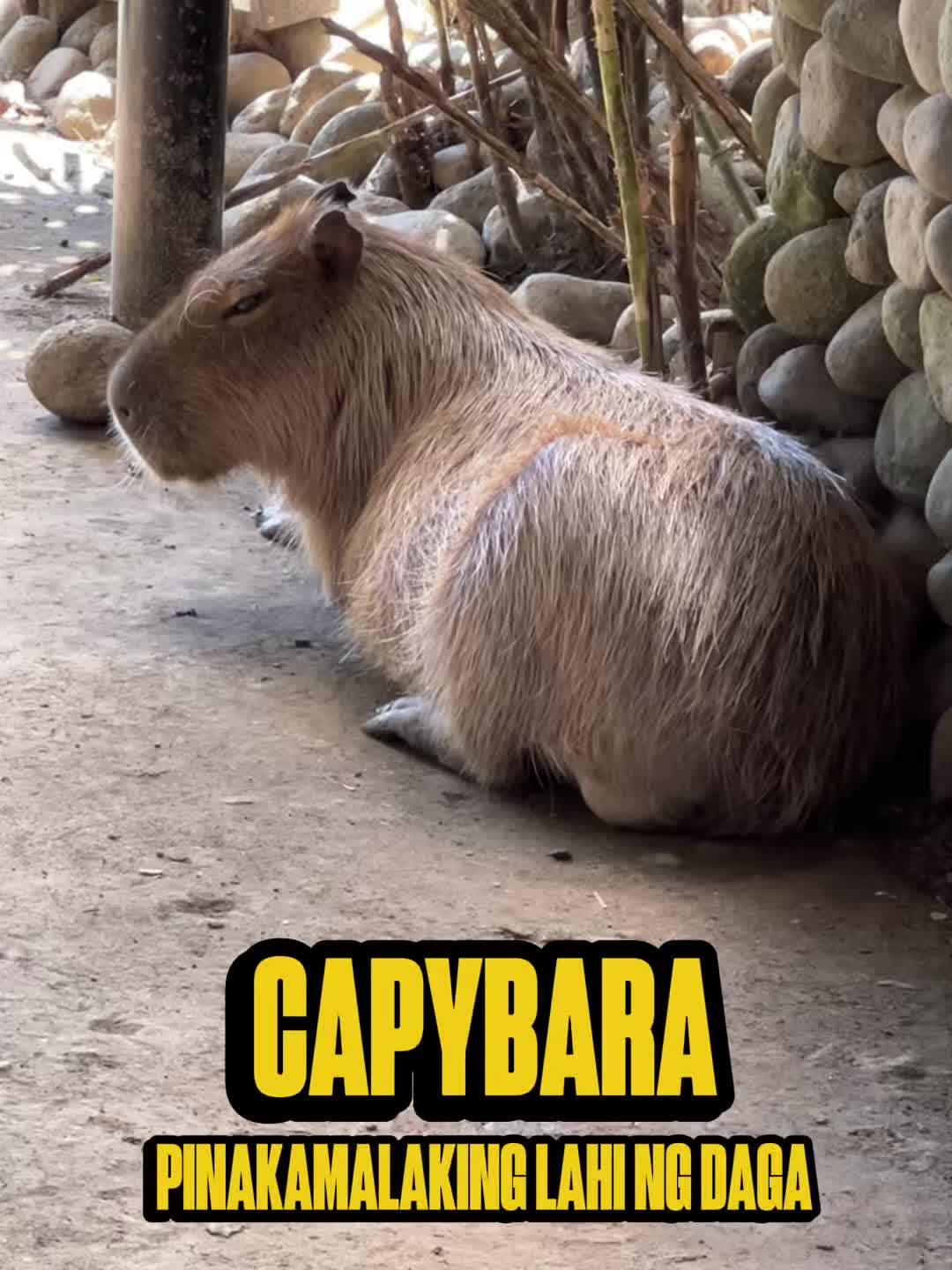 @Kuya Neil