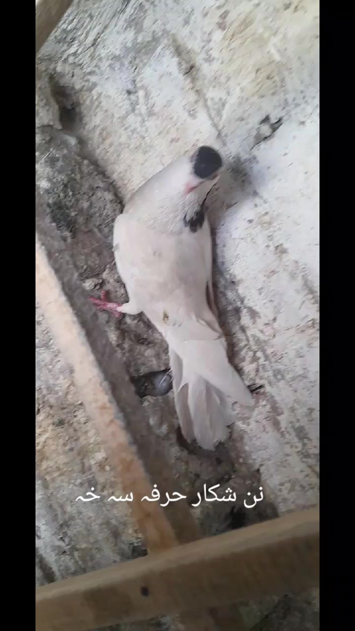 @chamanjanshoukmallroade