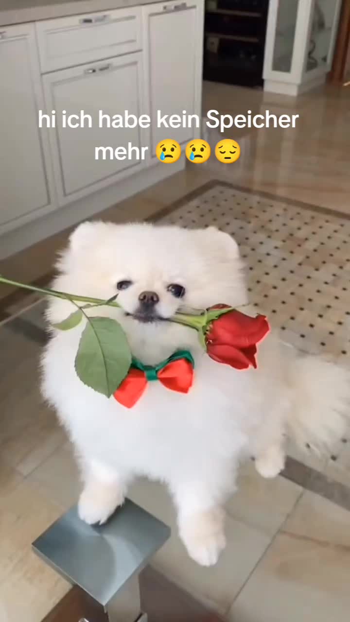 @Leyli