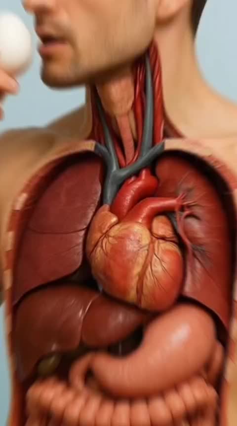 @Anatomy Inside