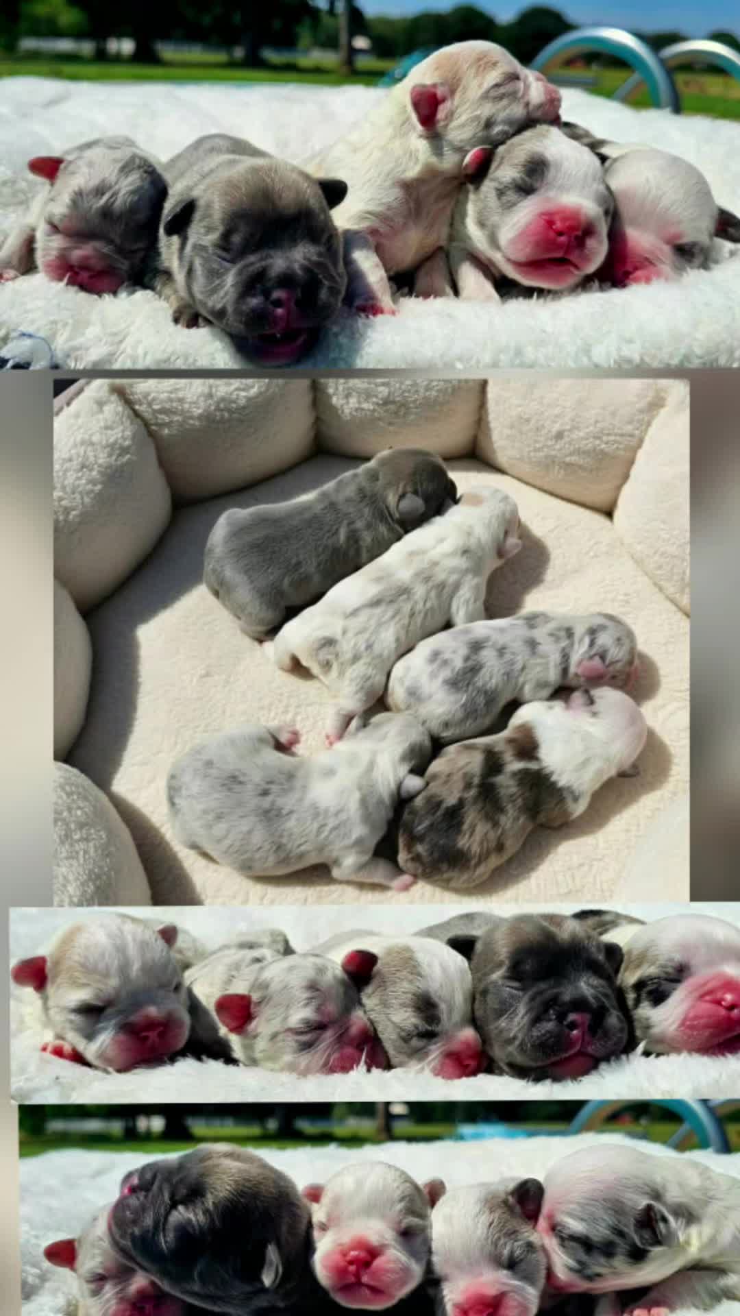 @Diamond State French Bulldogs