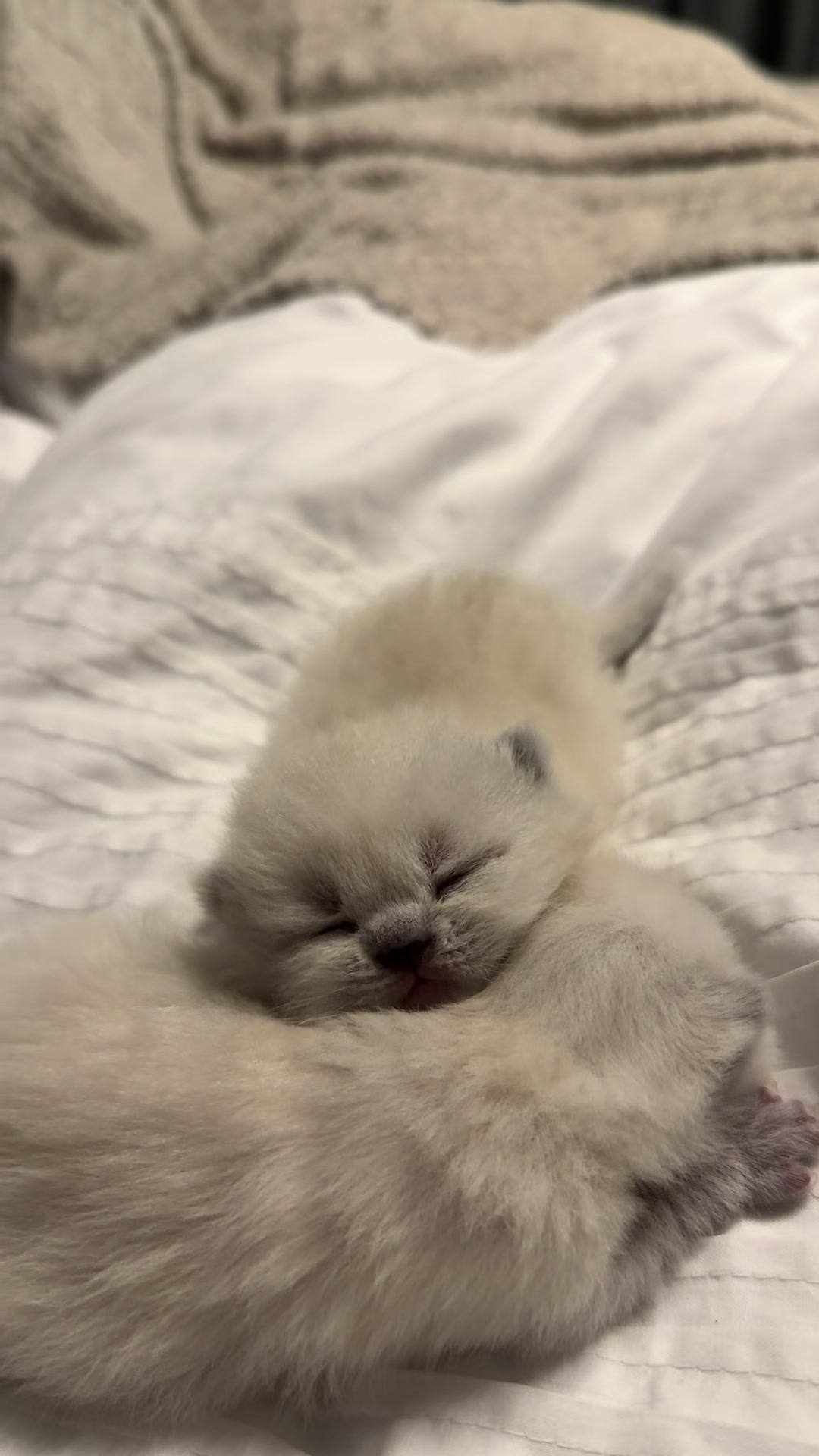 @Трускавецька киця 😻