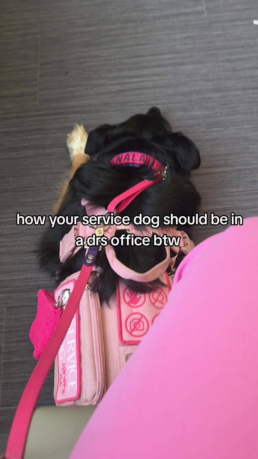 @Nala the Service aussie