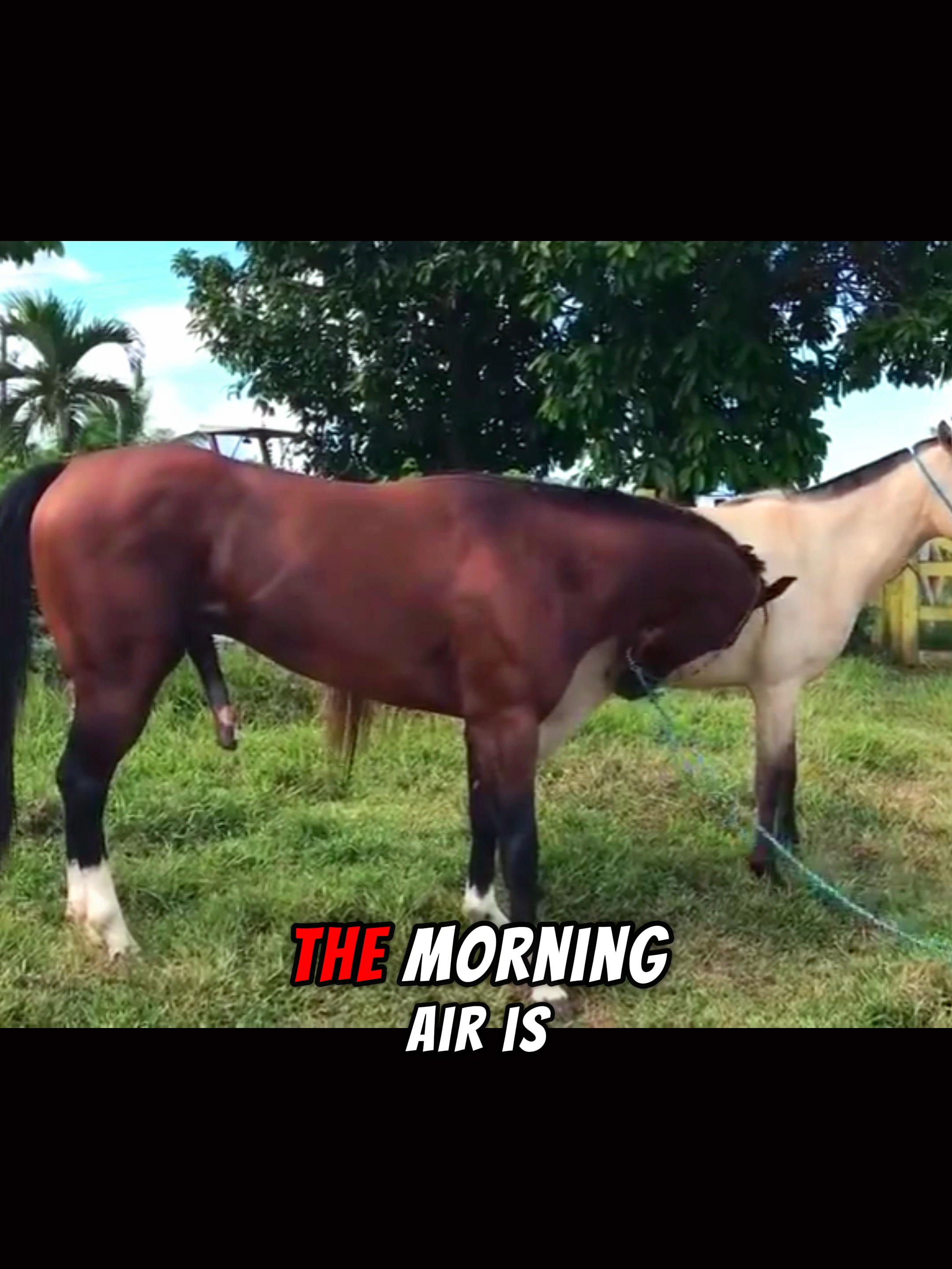@horselife015