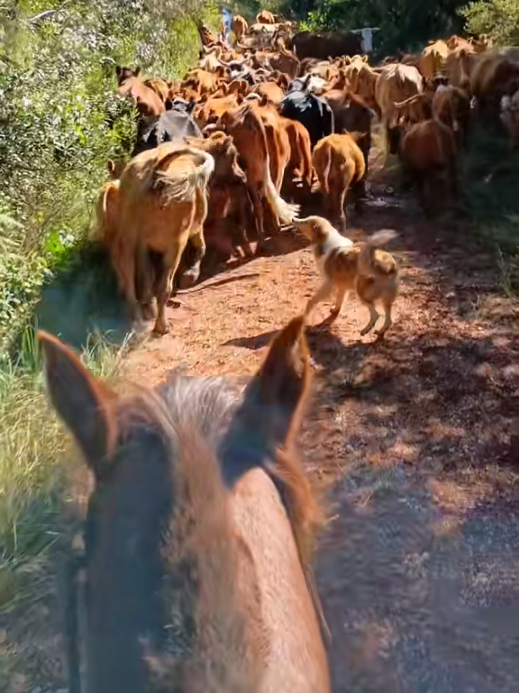 @Ga&uacute;cha