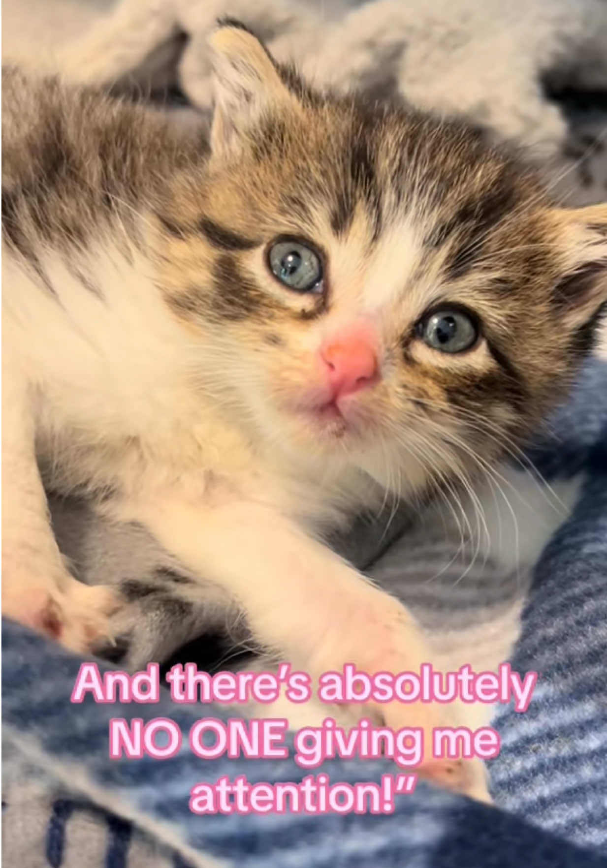 @Frankies_Fosters