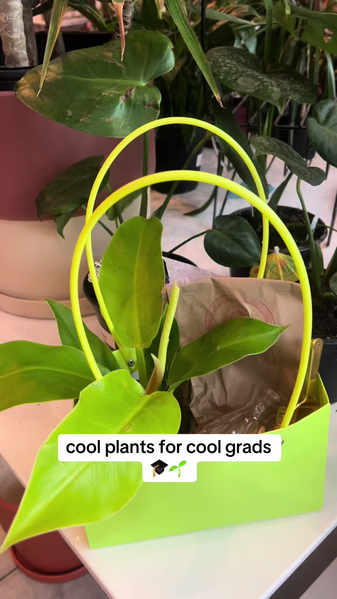 @Rootskc