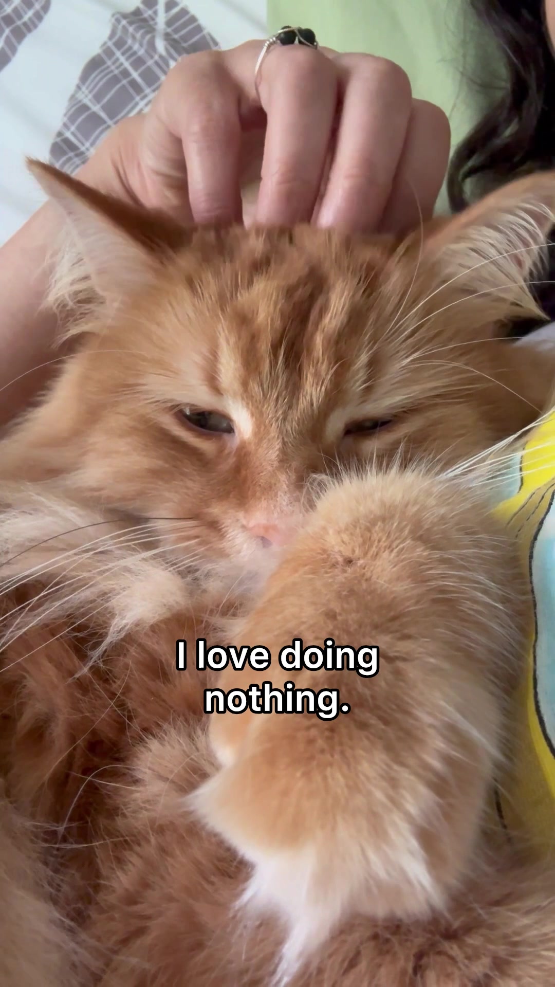 @The Oreo Cat