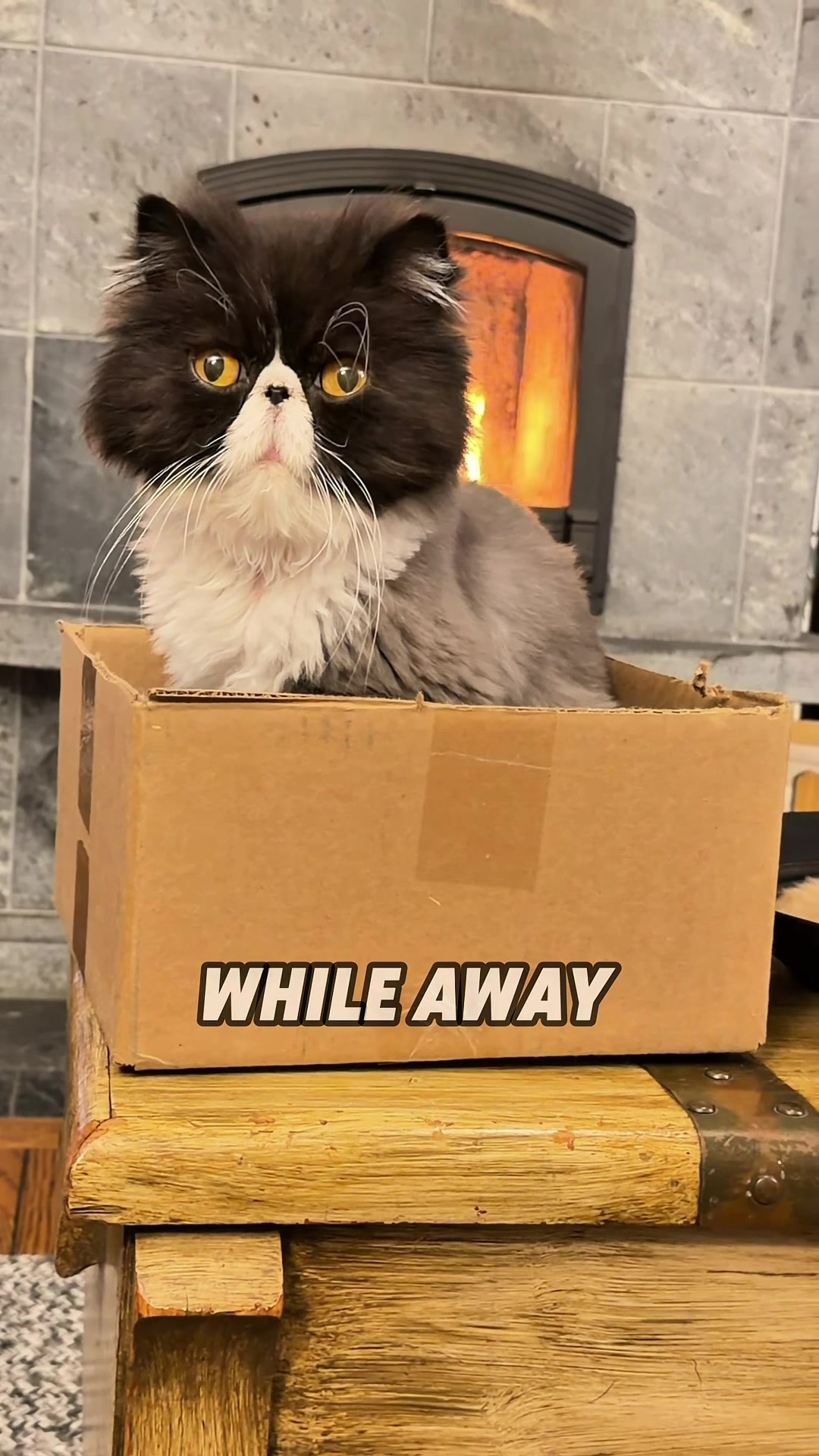 @Walter Bishop The Cat