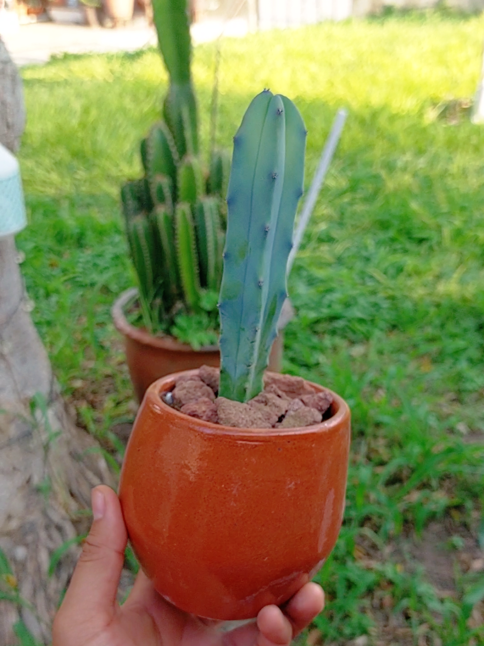@Encanto Suculento