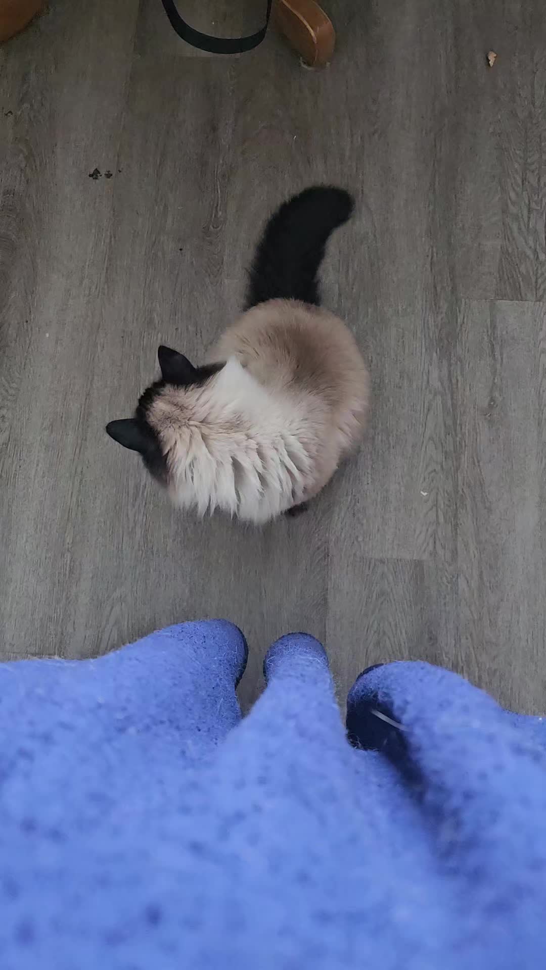 @PicklesTheCat2