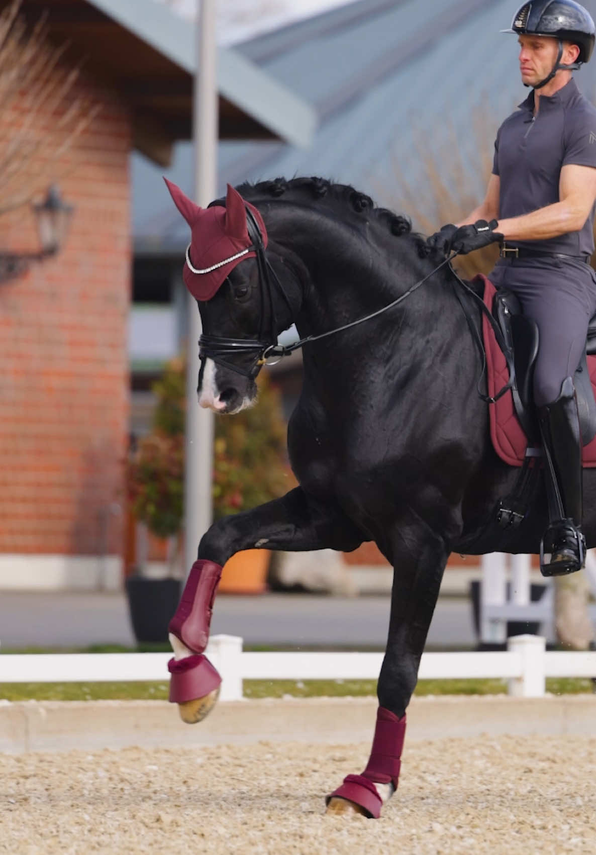 @Maximilian Equestrian