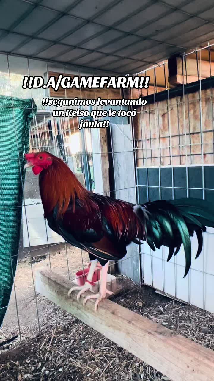 @DAgamefarm