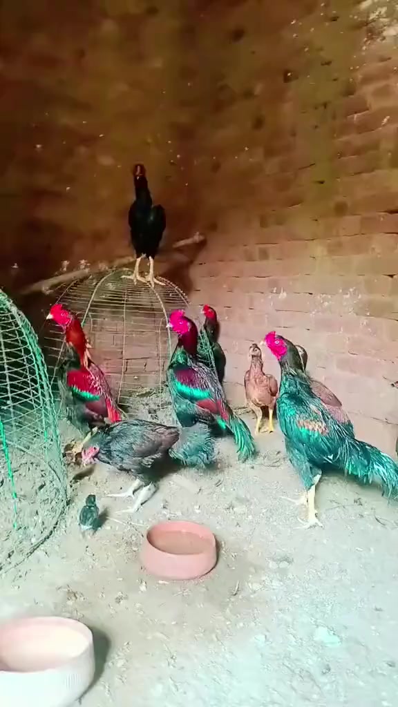 @🔥 شوق اصیلاں دا 💫