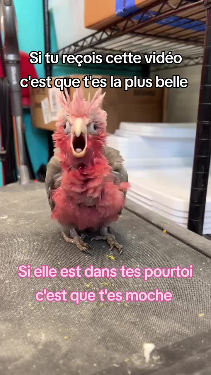 @FouRireAnimal