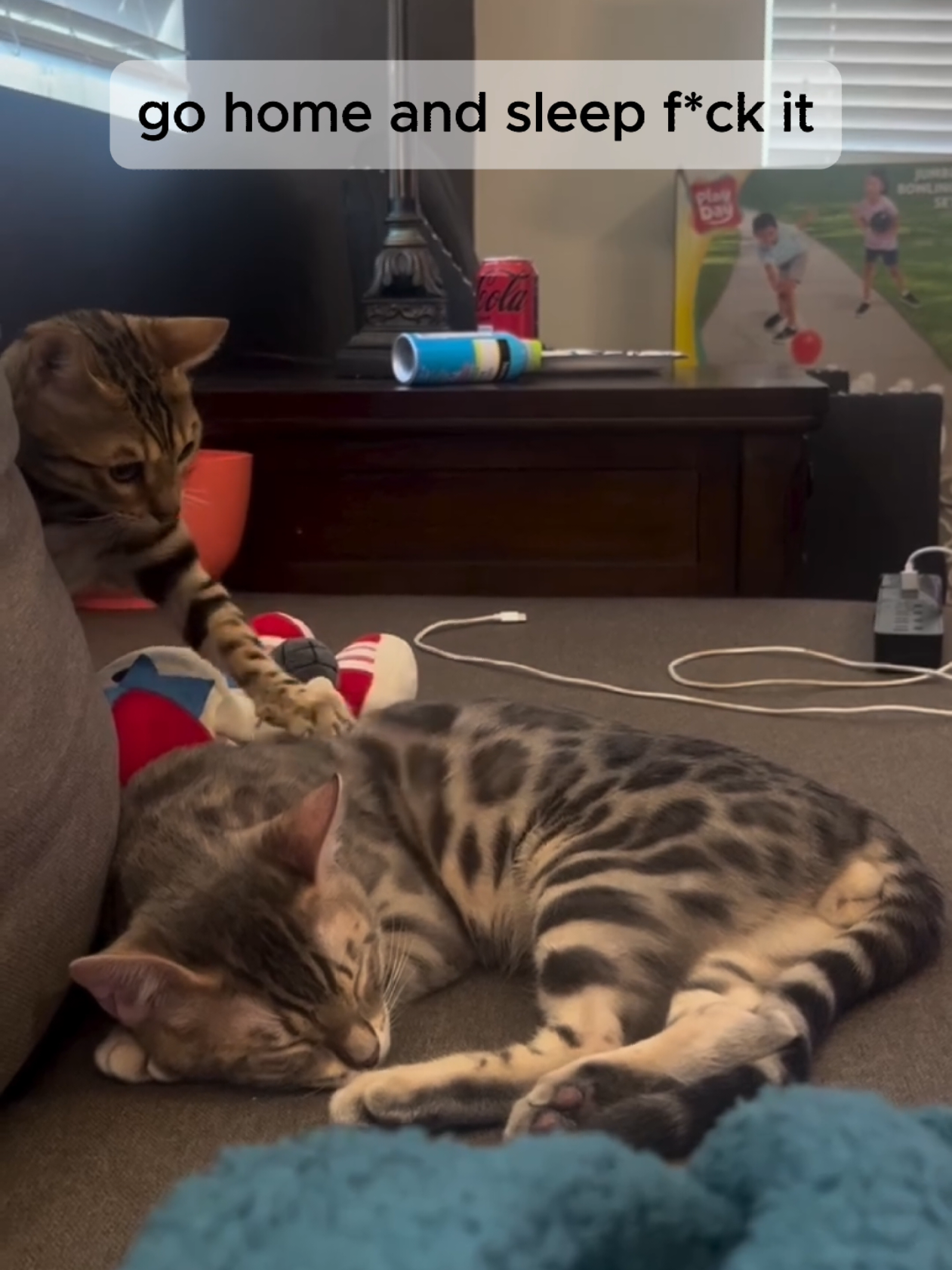 @The Kitten Spot