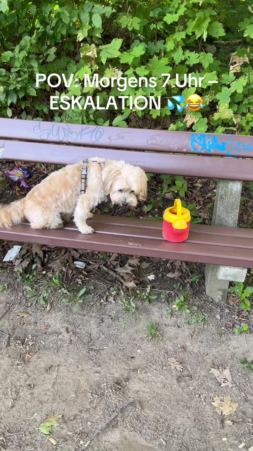 @DogMilow