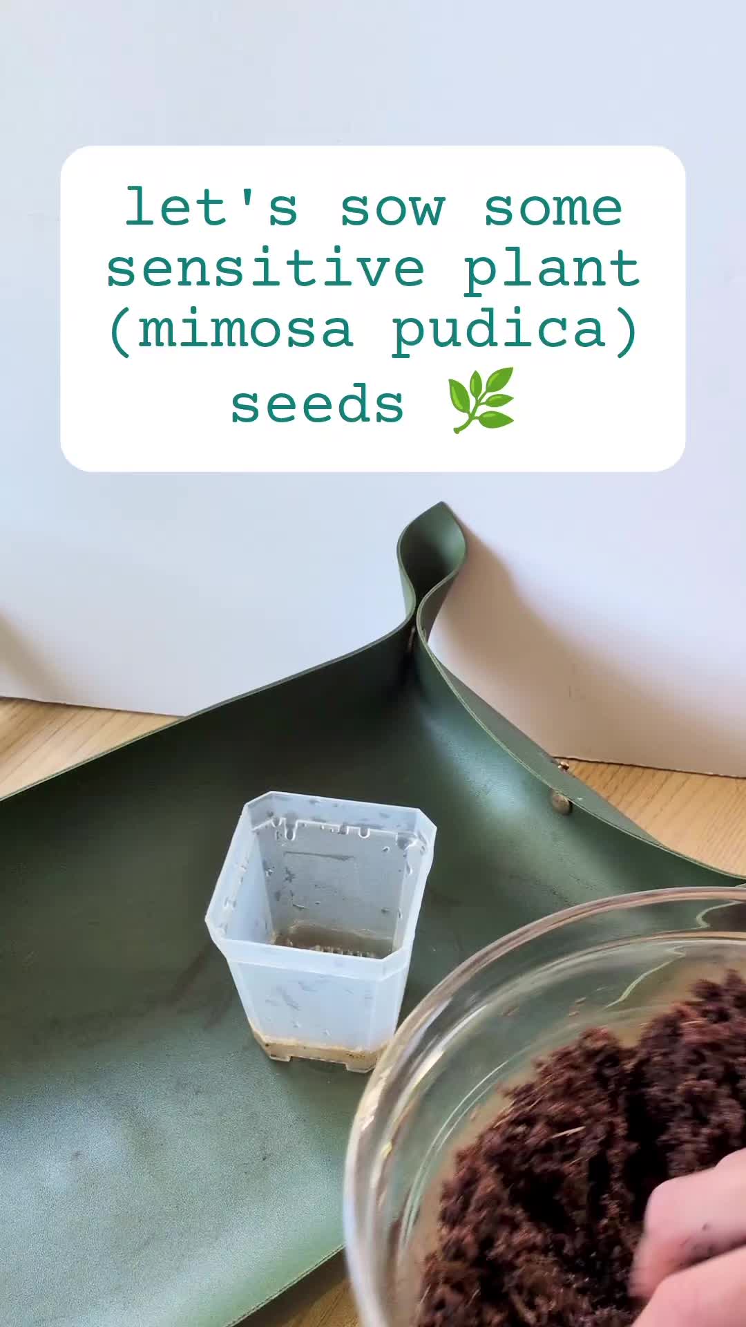 @Plantflix Seeds