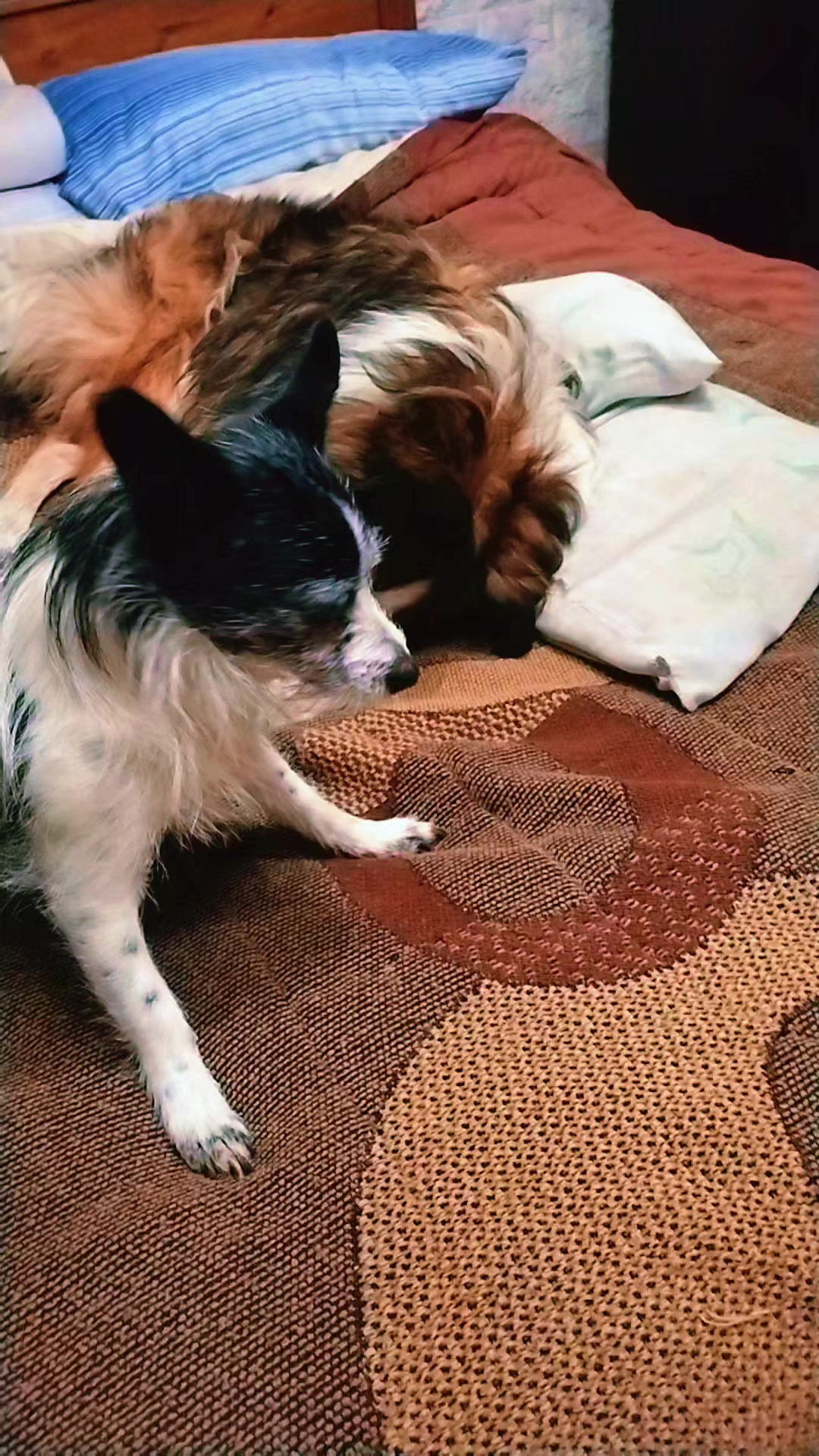 @li@PelusinyNeron🐾