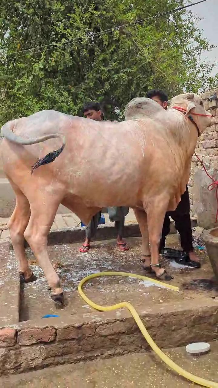 @Larkana Cattle Farm