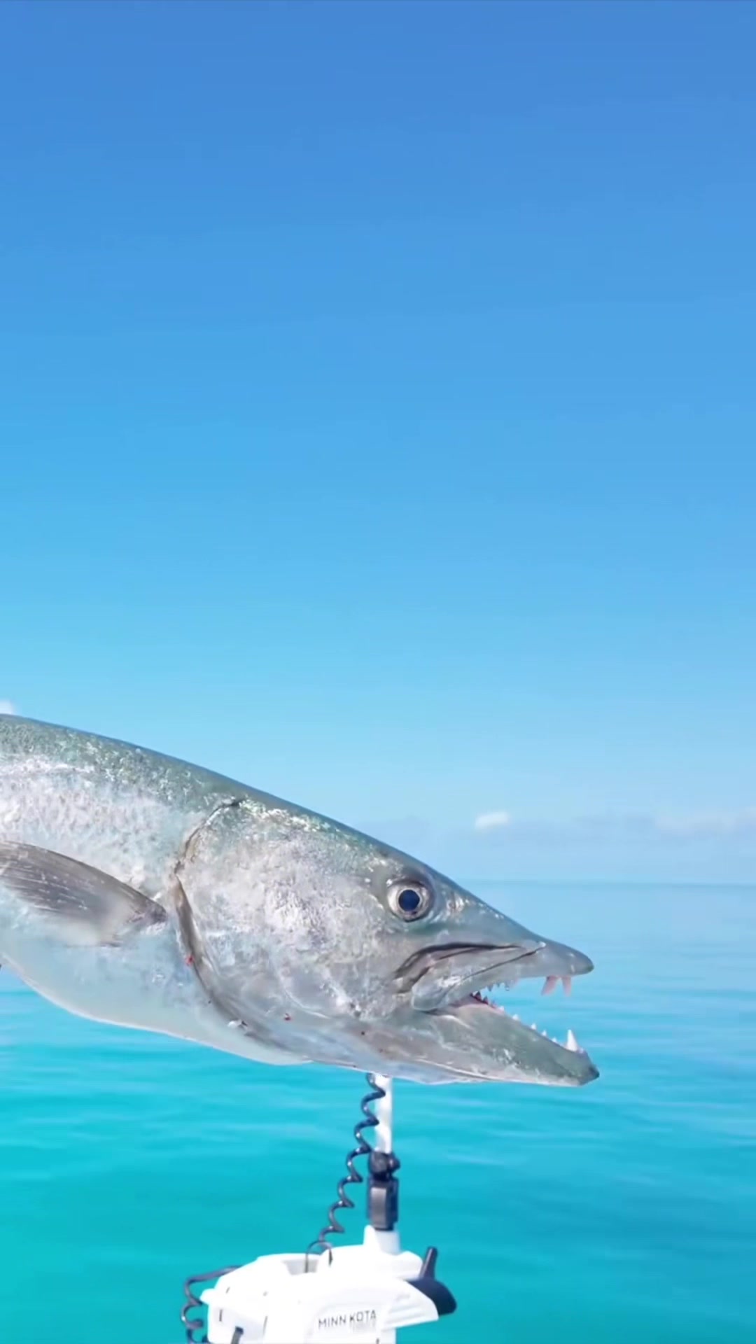 @FishTokDaily
