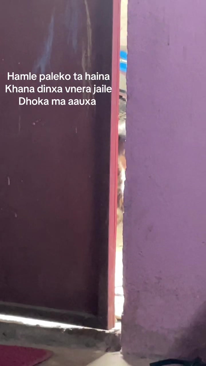@roshnigurung106