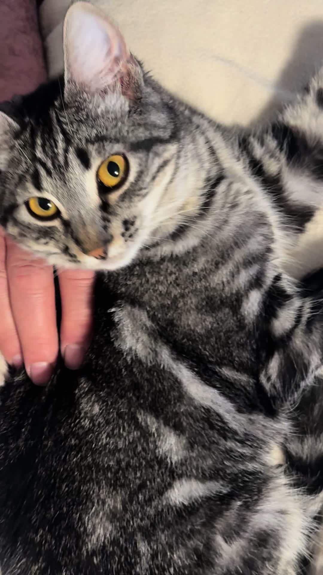 @KrazyKatz
