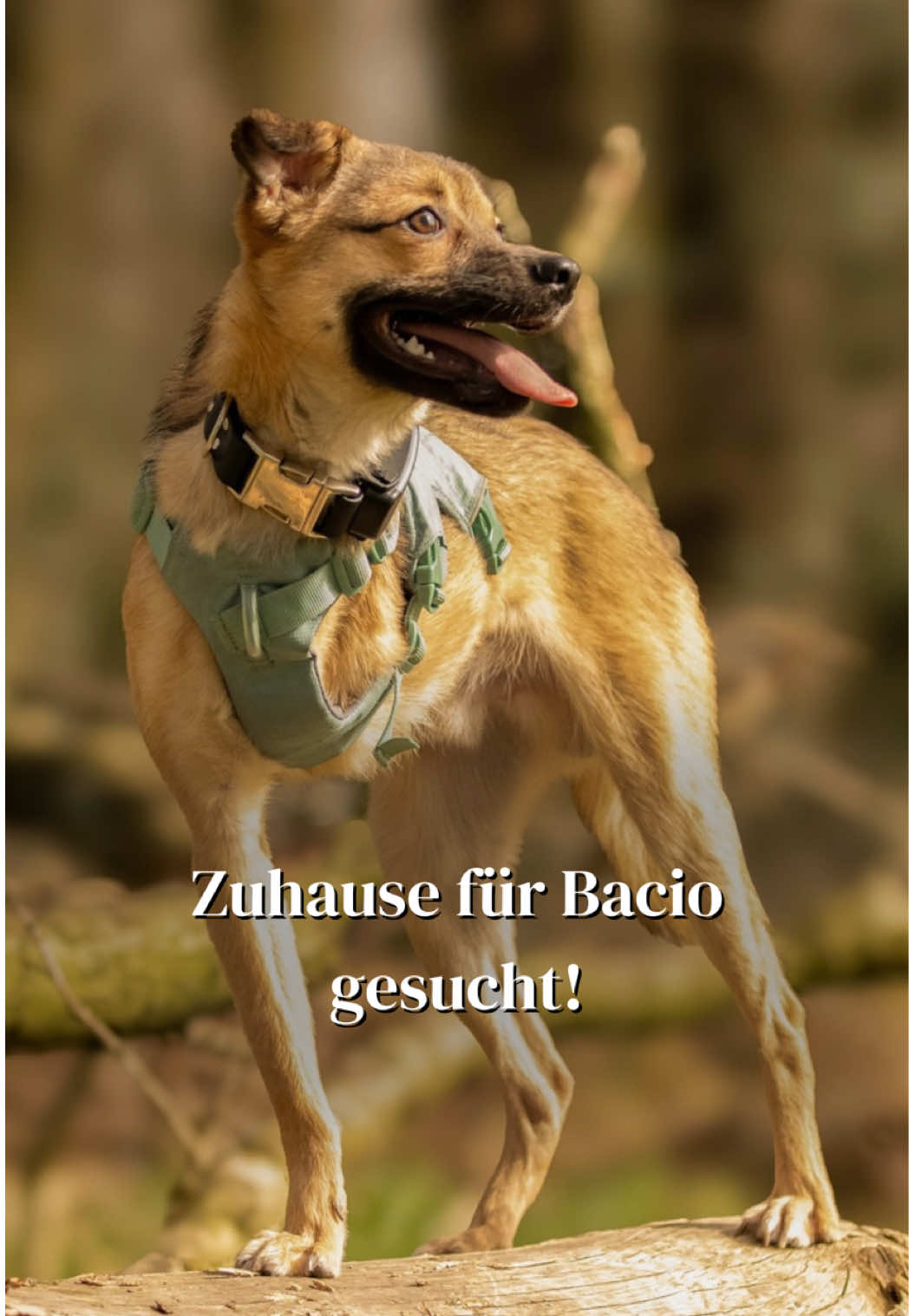 @SpecialDogs e.V.