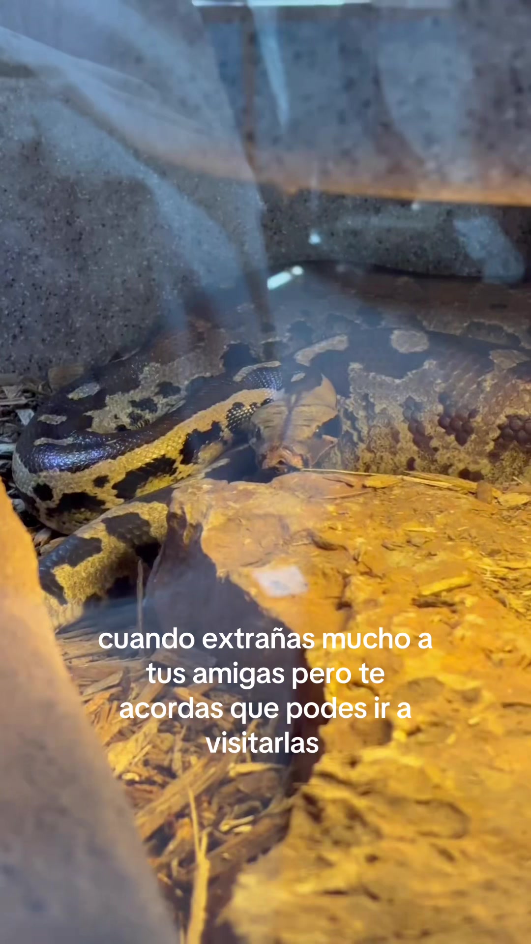 @Guillermina