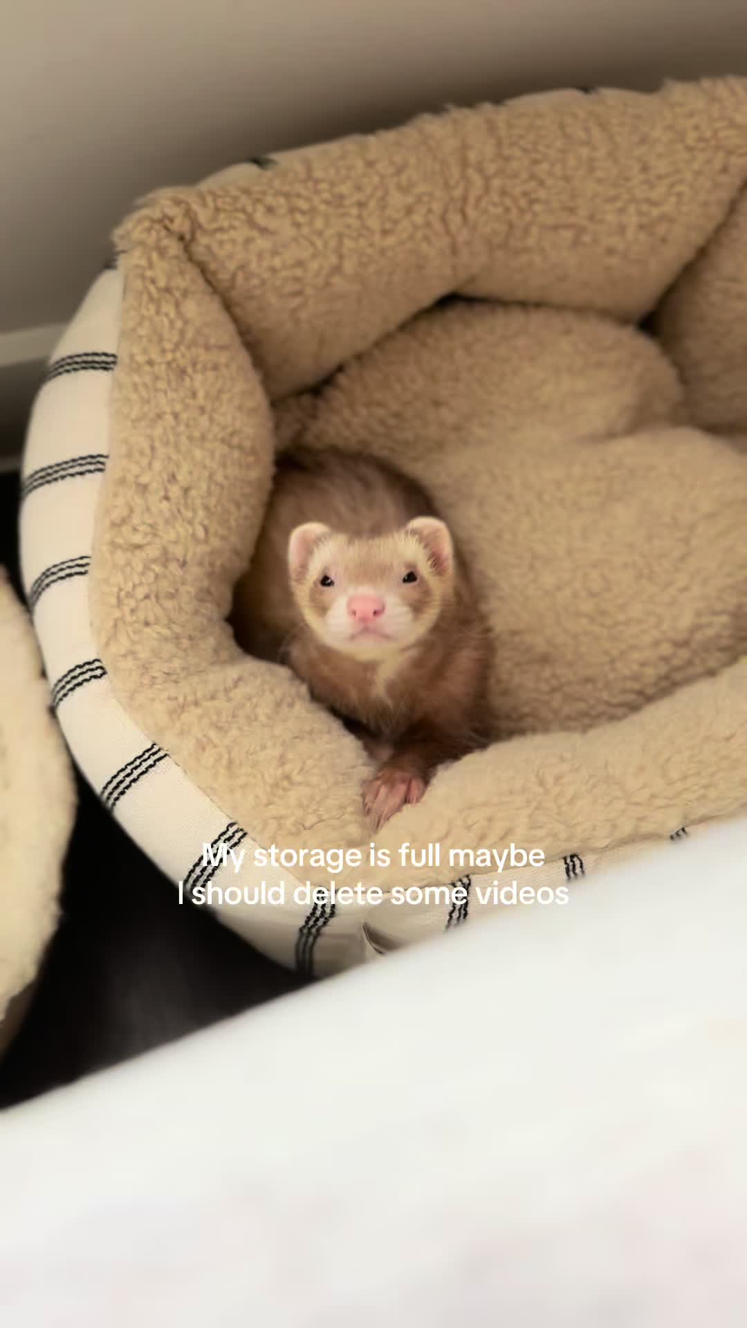 @Moon & Nala