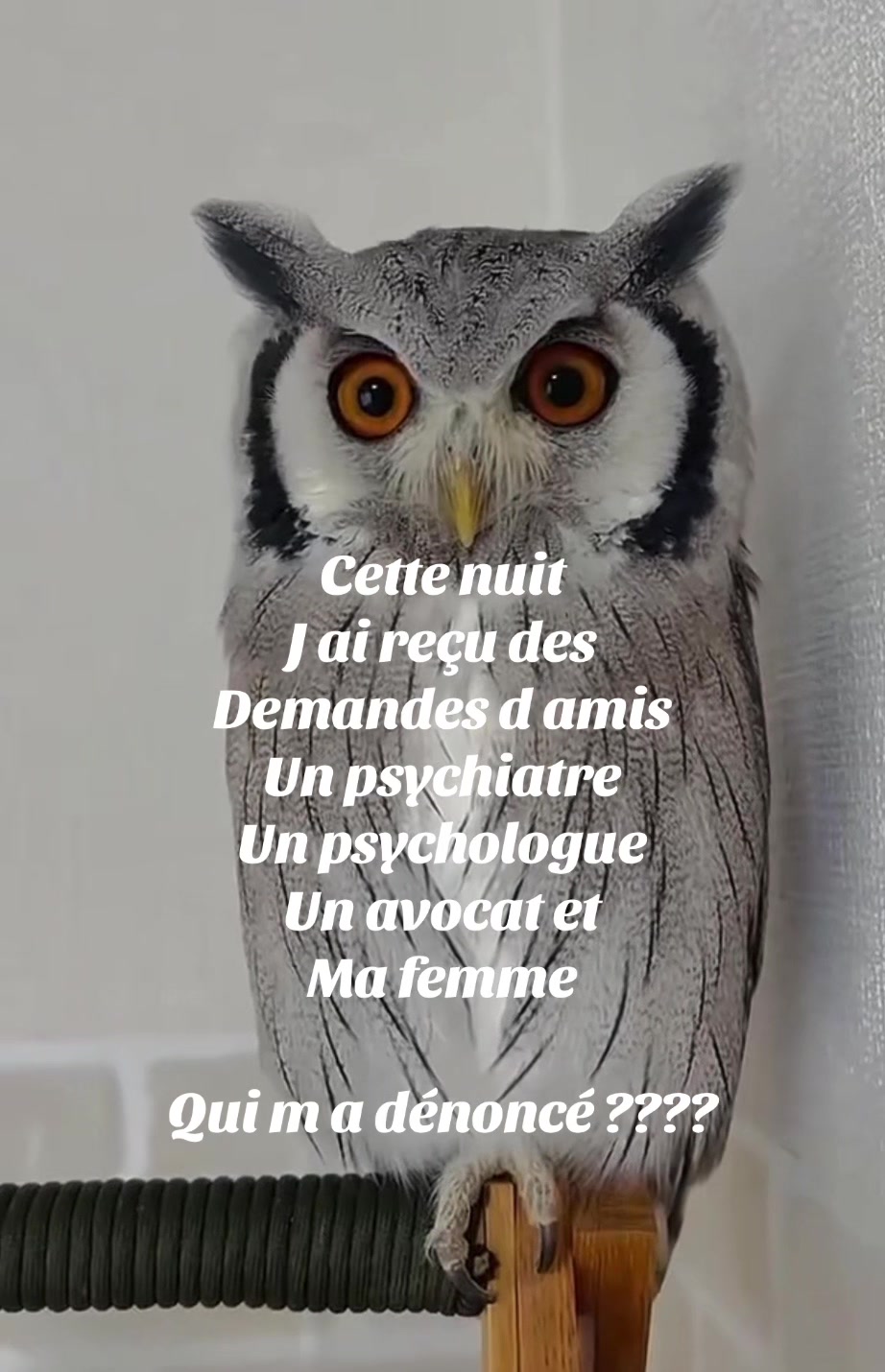@hibou débrouillard