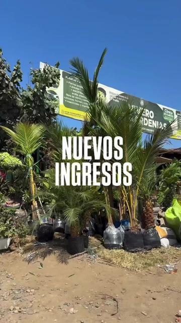@VIVERO LAS G🦁RDENIAS|TRUJILLO