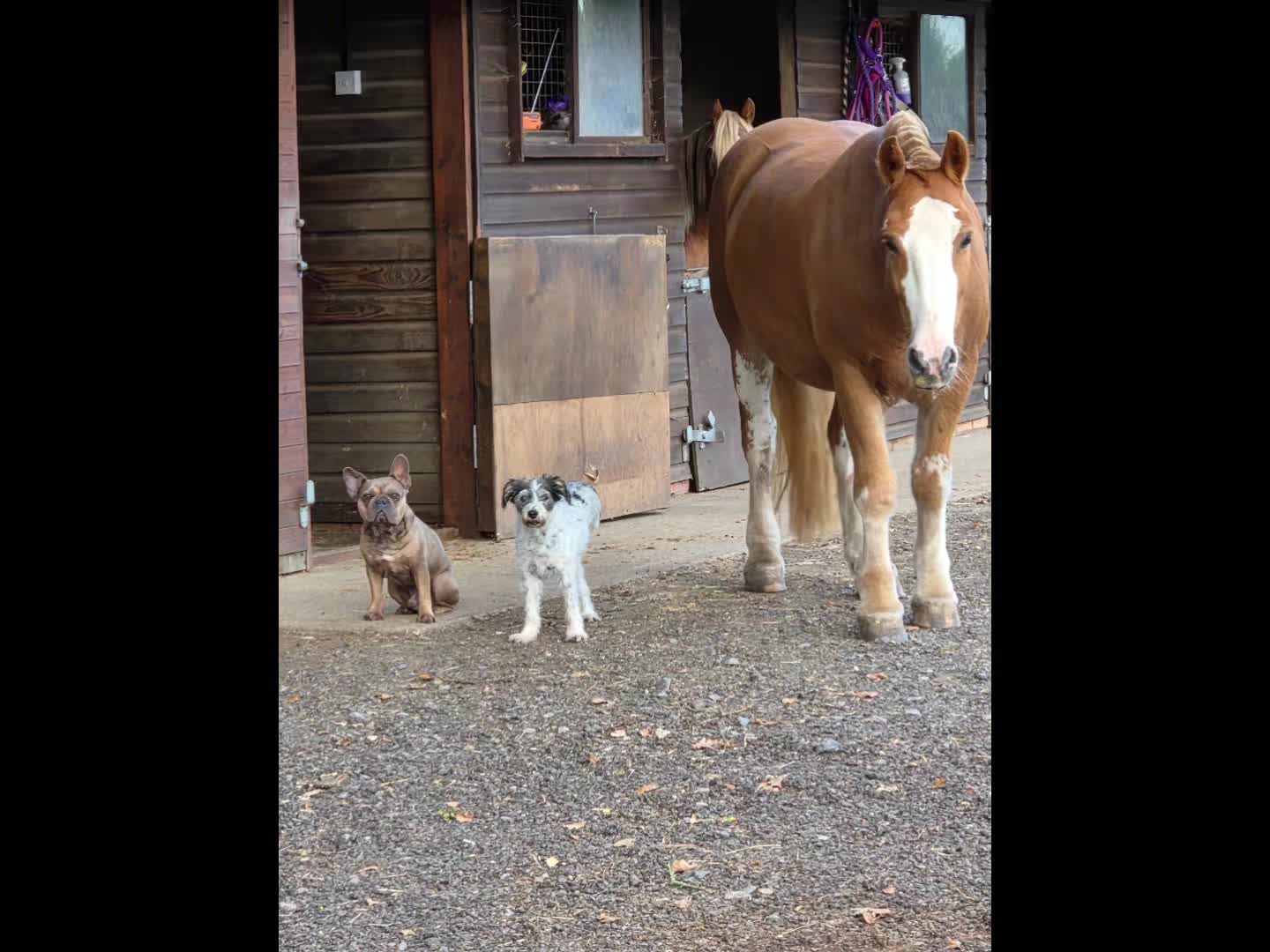 @KcPonyPals