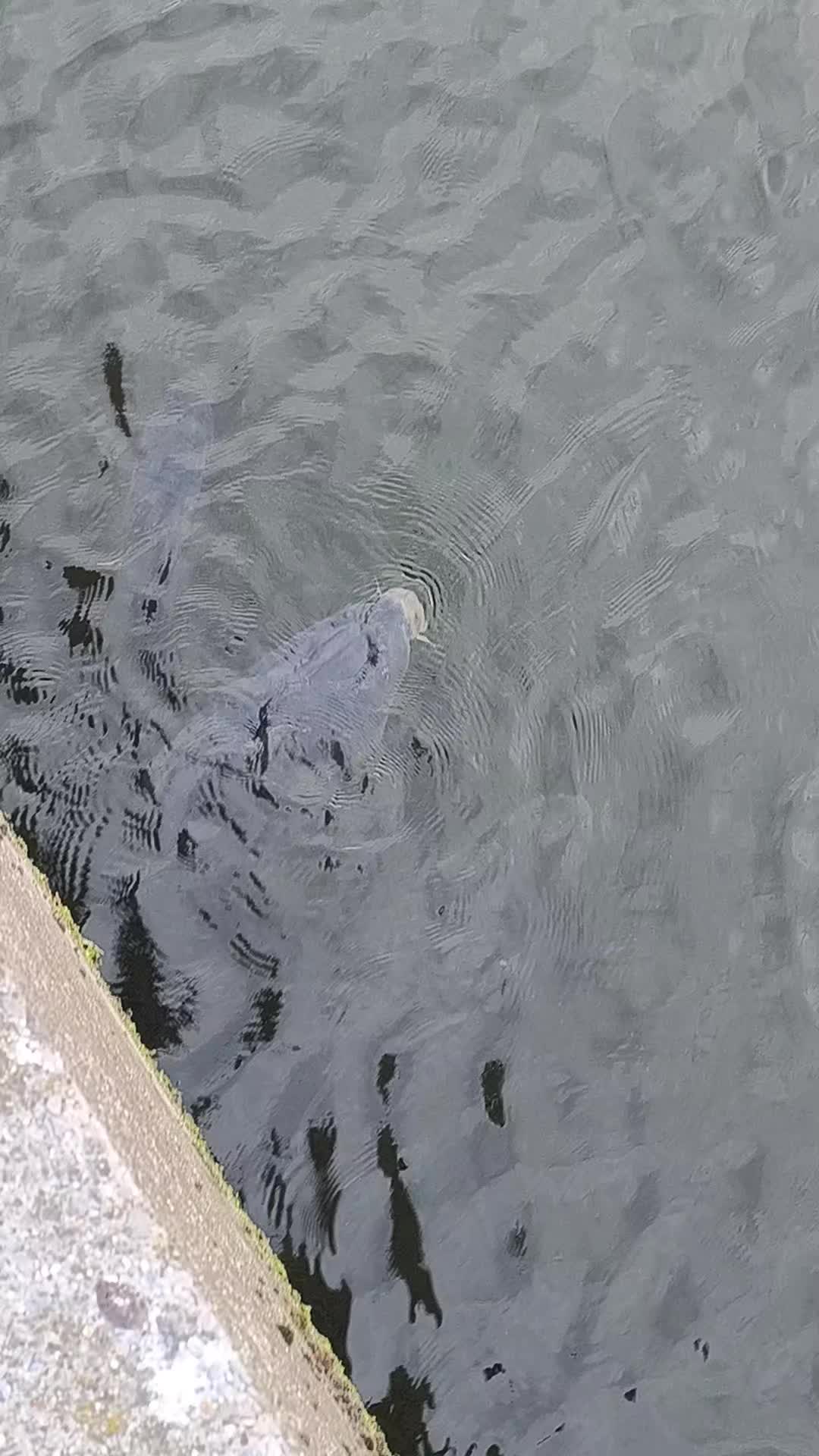 @Jocarpfishing