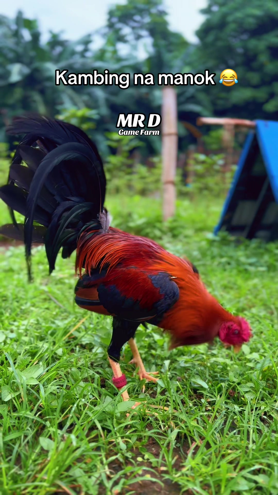 @MR D Game Farm
