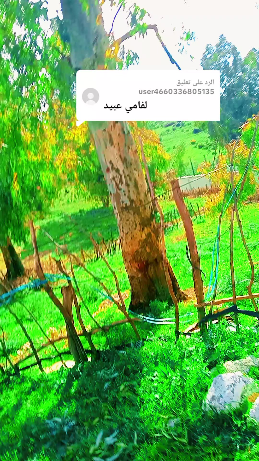 @نوارة 41