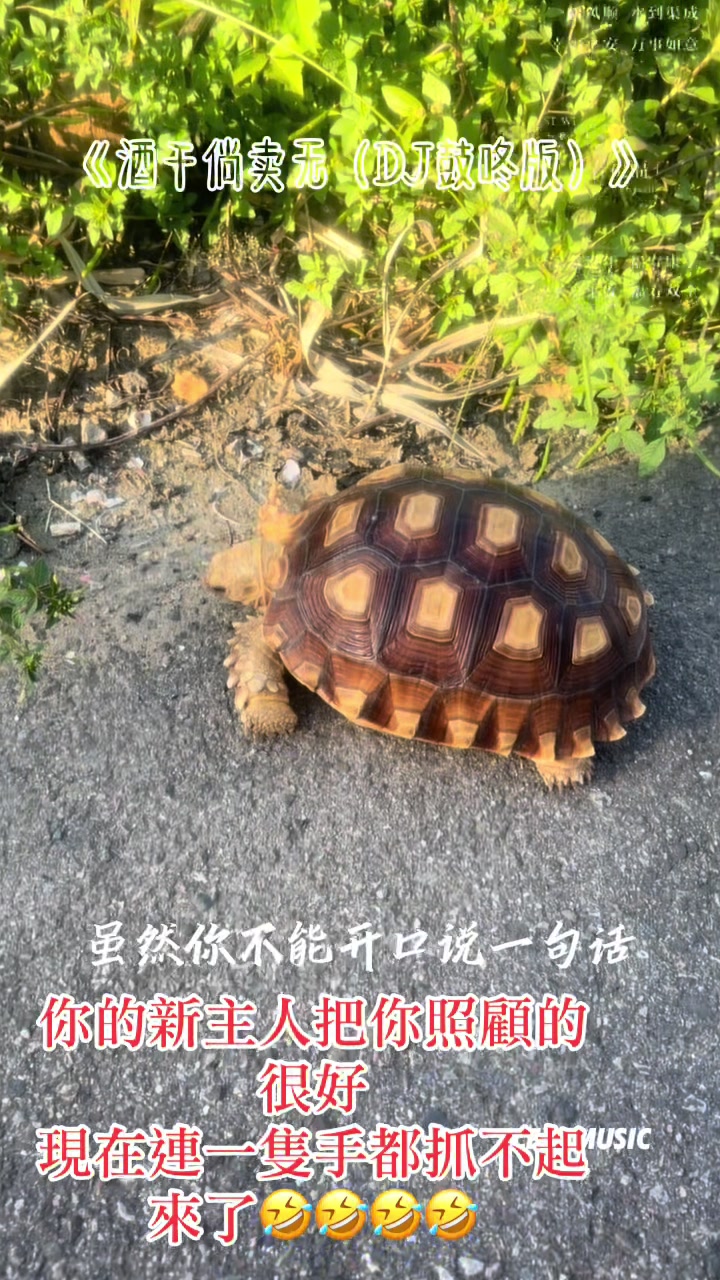 @🐭洋鼠鼠🐭