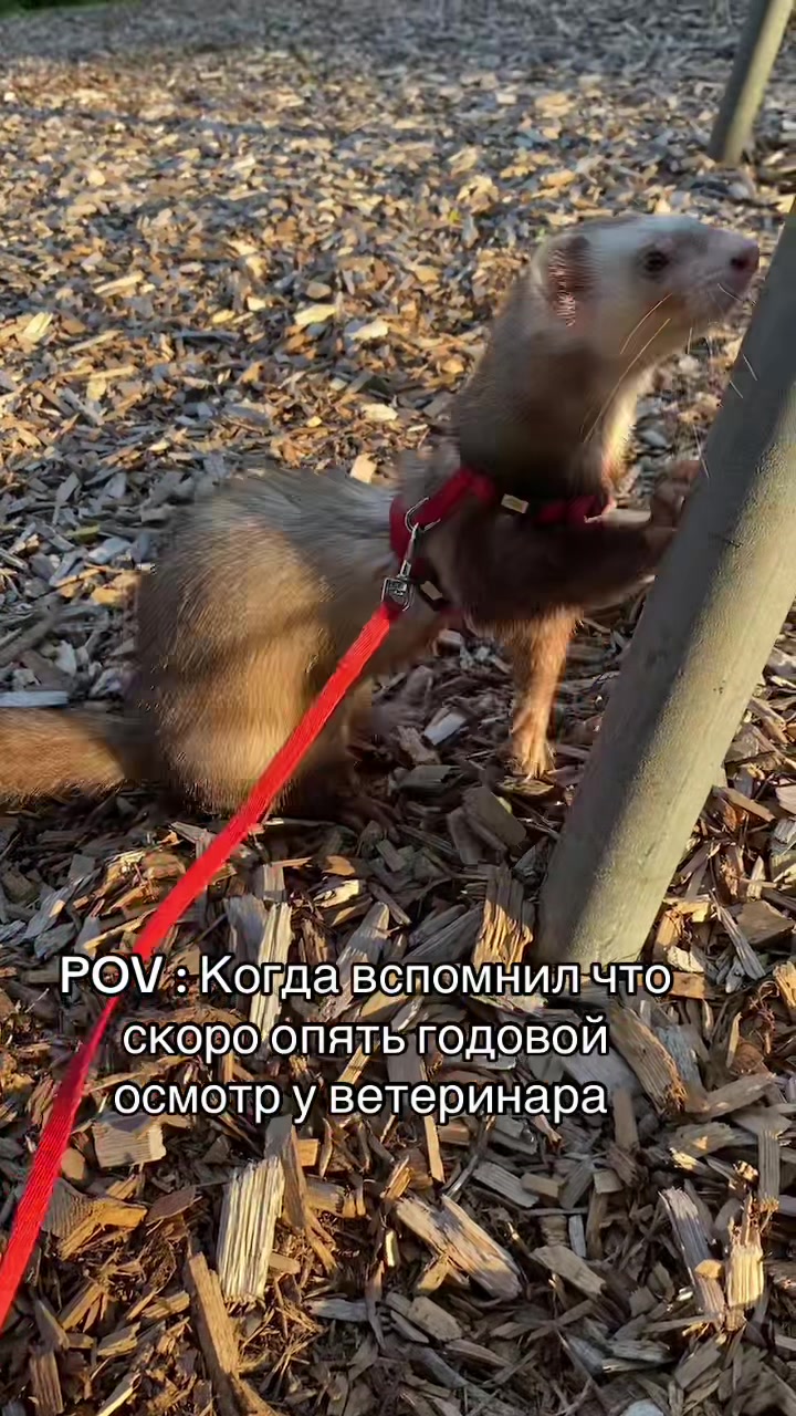 @F_u_r_e_t🐾✨🤍