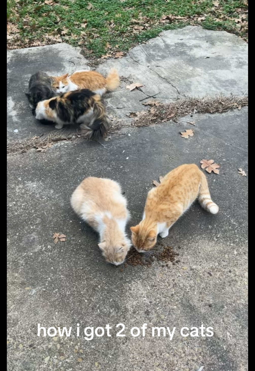 @organic kitty