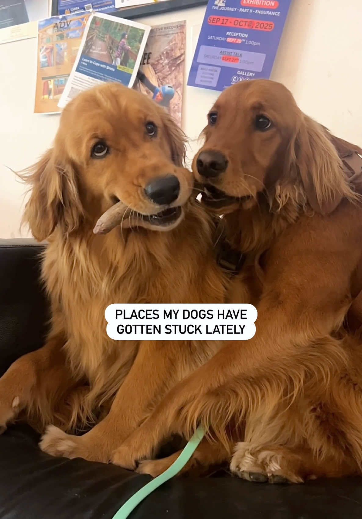 @Pacha and Bucket the Goldens