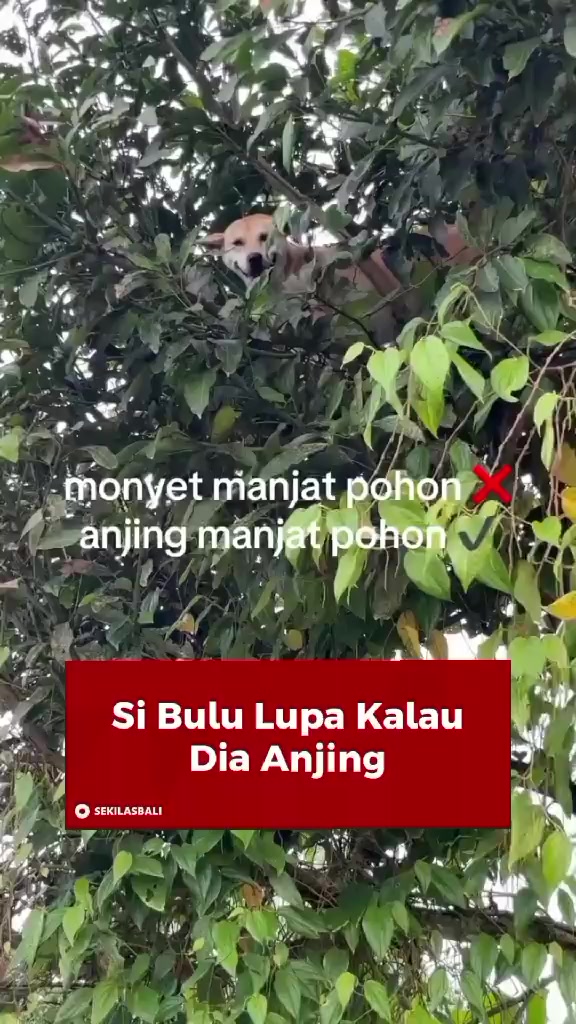 @Sekilas Bali