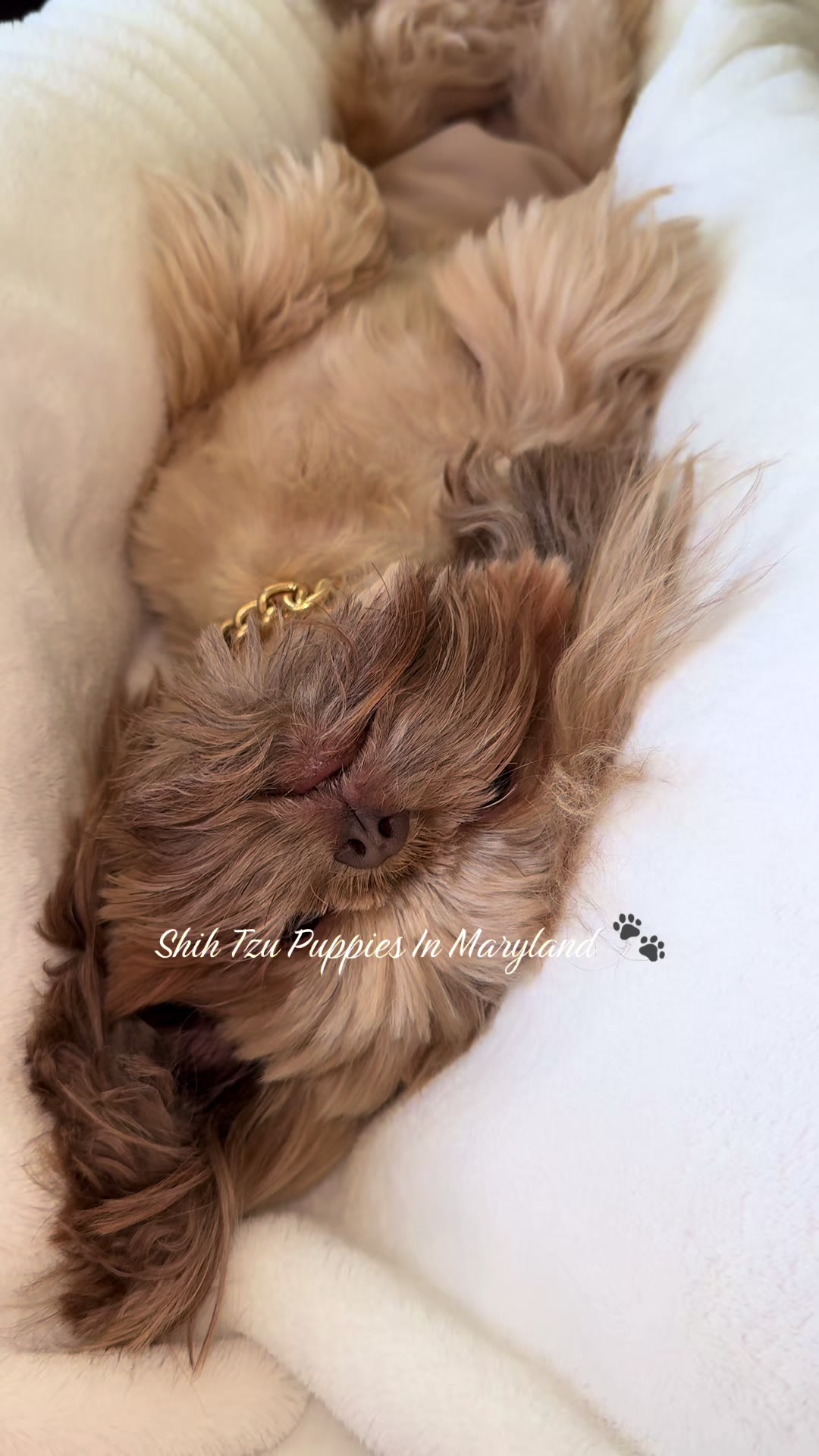 @Shih Tzu Puppies in Maryland