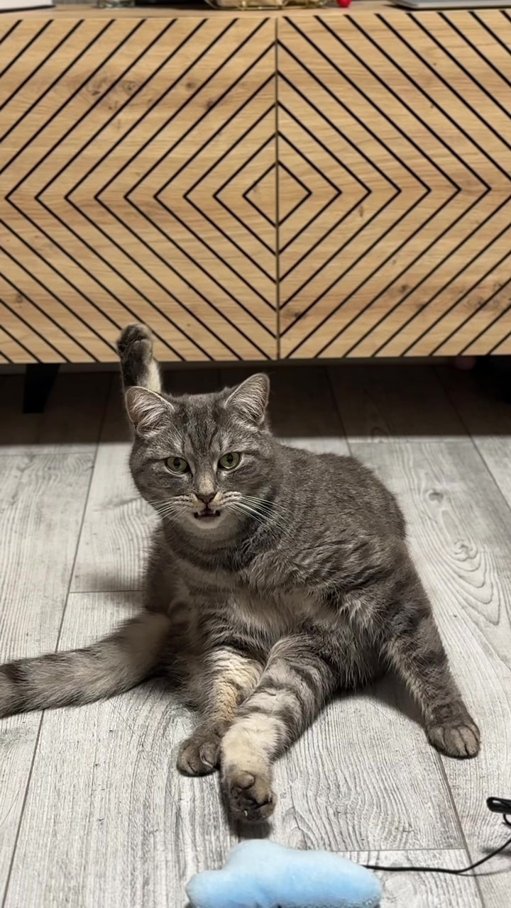 @Спасенные с улицы котики ❤️