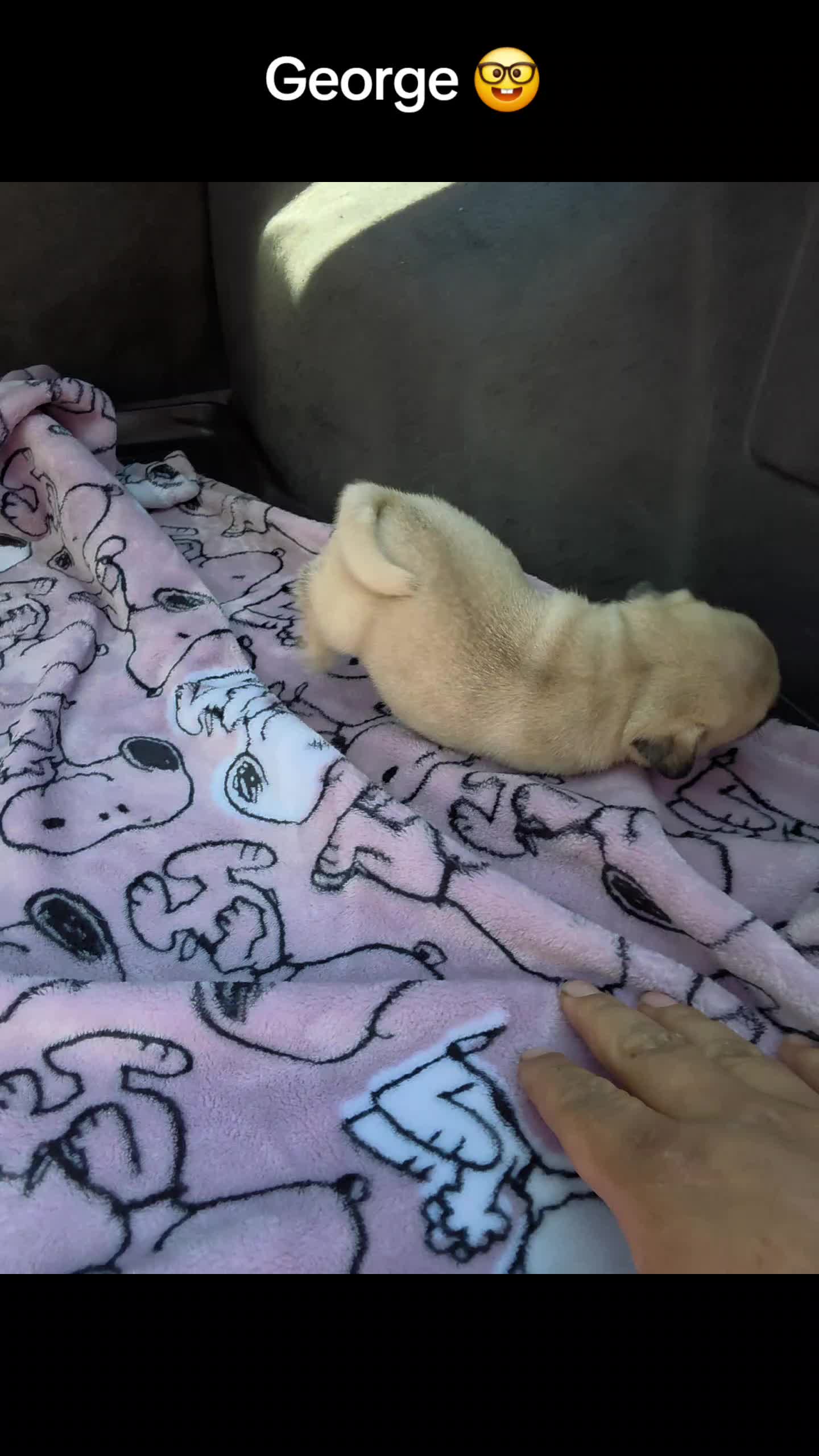 @bkrfrenchies