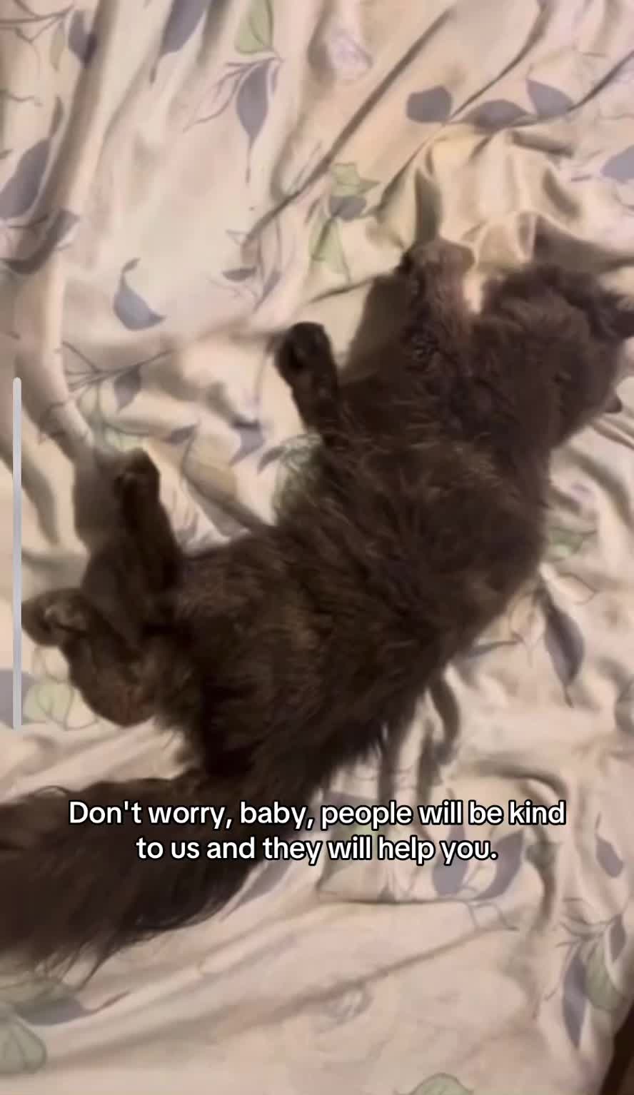 @Milo the Cat 🐾