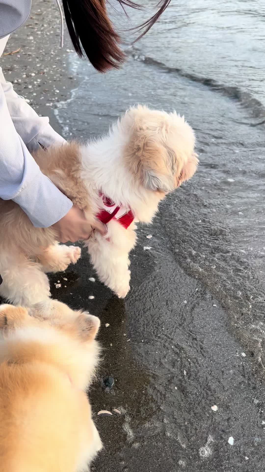 @人よりの犬