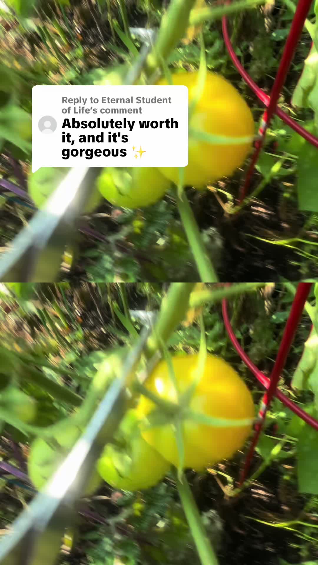 @greengirlgardens