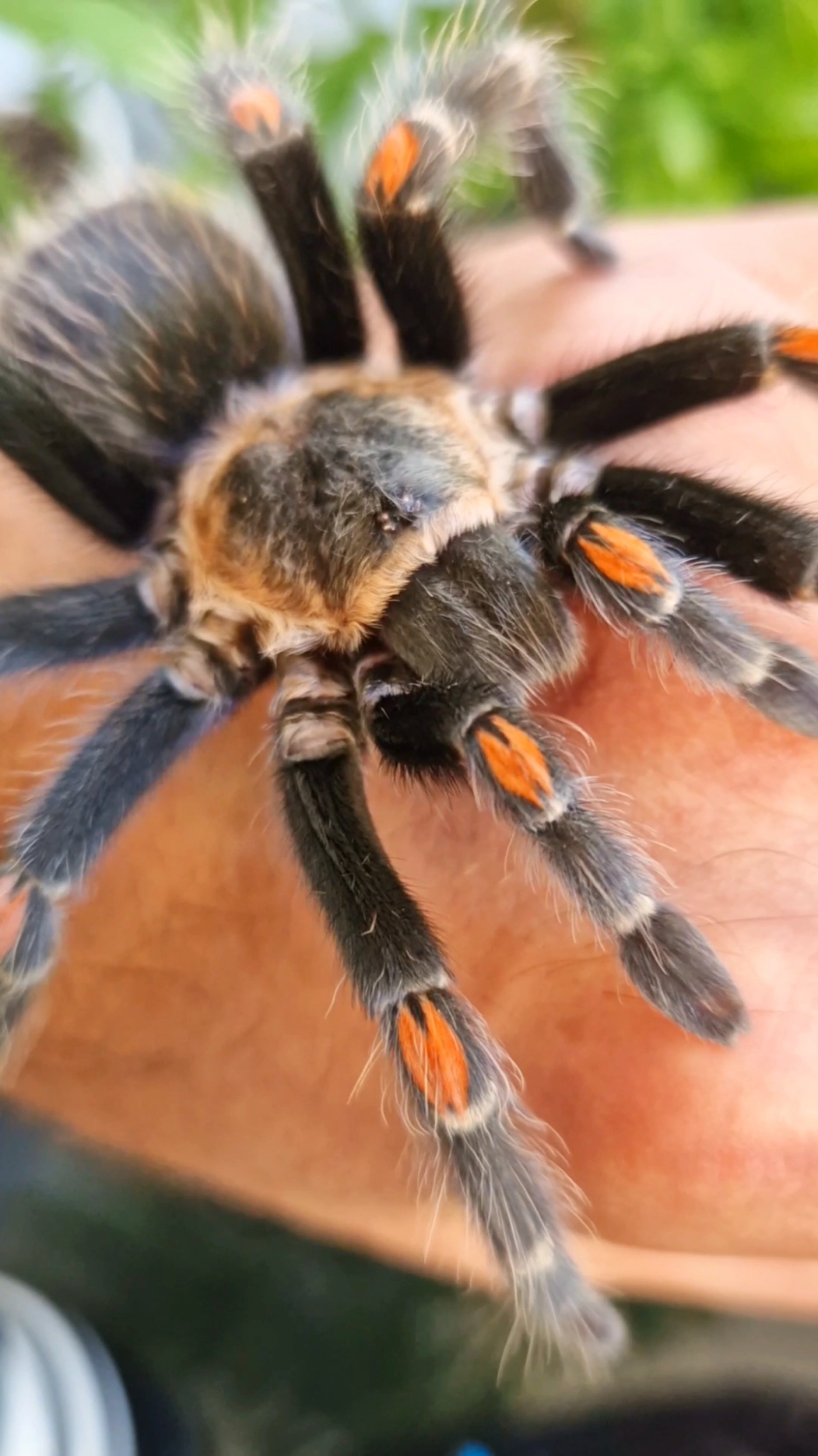 @brachypelma.de