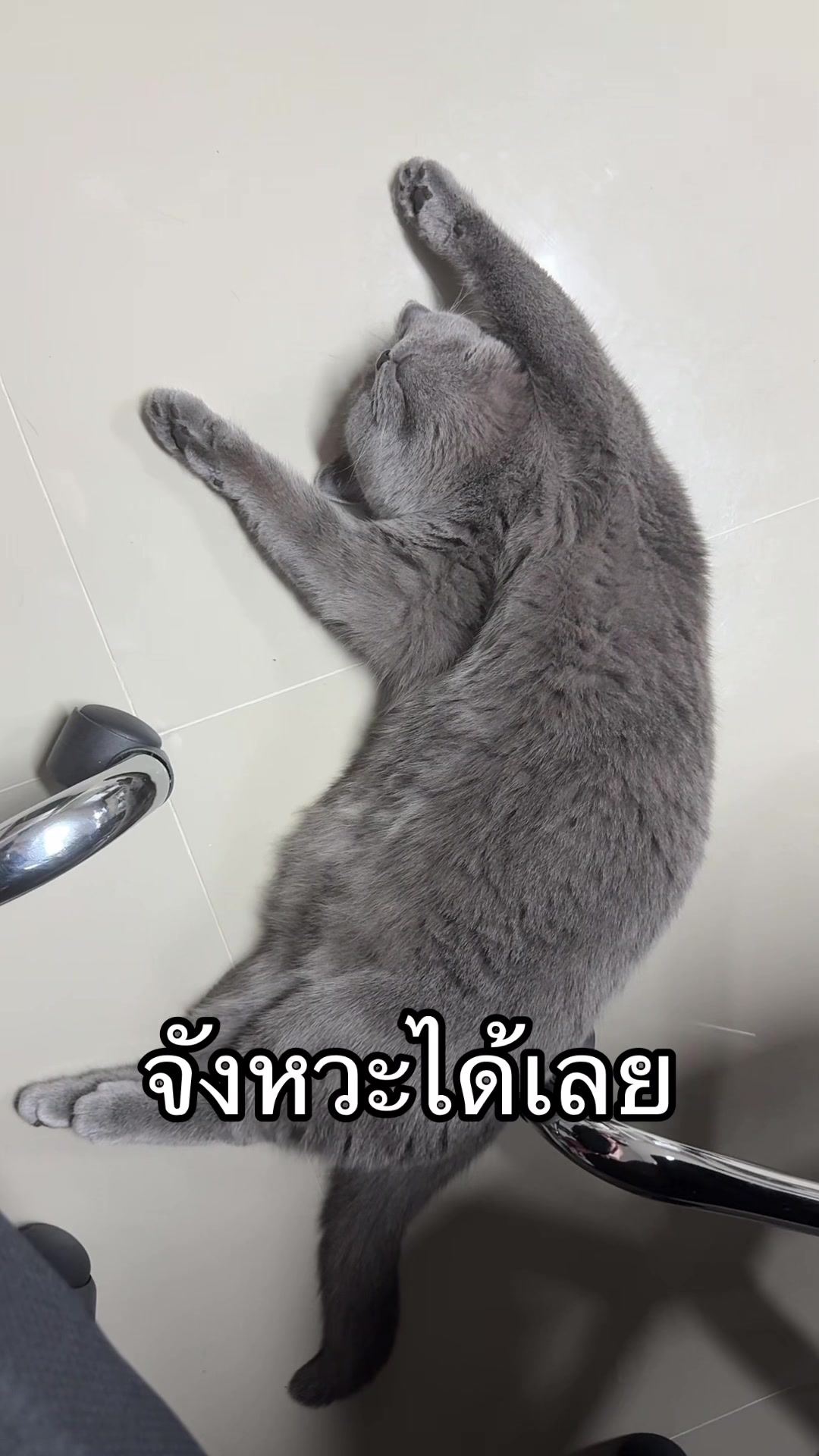 @GRACE แกรม 1964