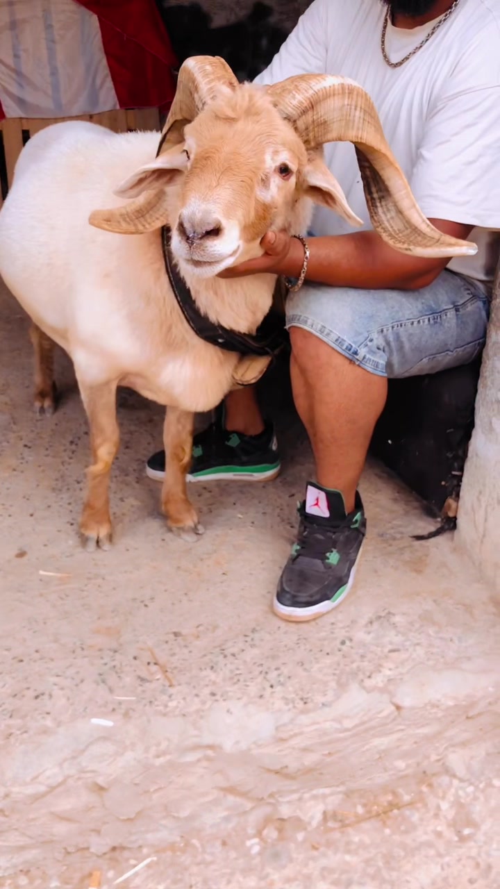 @سيف غرام زمان 🇹🇳
